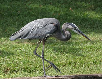 0275 heron 9-25-05.jpg