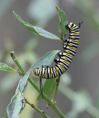 0033 monarch caterpillar 9-27-05.jpg