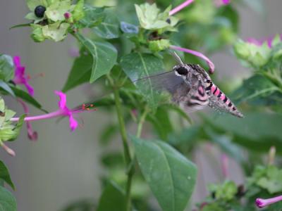 0104 sphinx moth 9-22-05.jpg