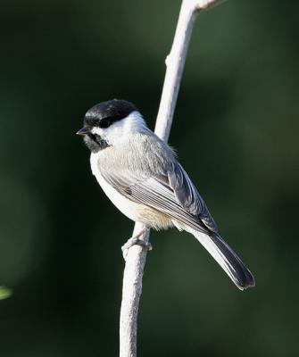 0008 10-1-05 chickadee.jpg