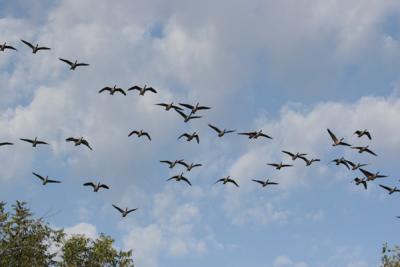 0074 geese over yard 9-30-05.jpg