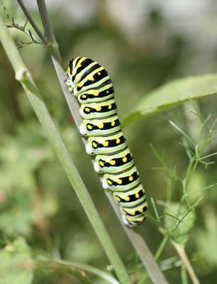 0020 bl swallowtail caterpillar 10-2-05.jpg