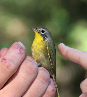 0037 common yellowthroat 10-23-05.jpg