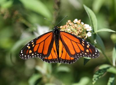 0088 monarch 10-30-05 nbg.jpg