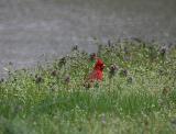 0055 cardinal 4-3-05.jpg