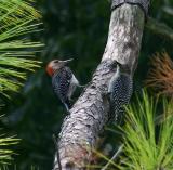red bellied woodpecker adult  baby 0025 8-1-05.jpg