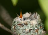 0015 baby nest 8-6-05 c.jpg