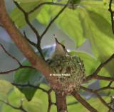 hummingbird baby 0063 feather on beak 8-10-05 c.jpg