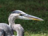 0263 heron 9-25-05.jpg