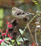 goldfinch juvie 0002  10-30-05.jpg