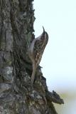 0072 brown creeper 10-23-05.jpg