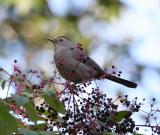 0132 catbird after banded 10-23-05.jpg