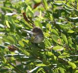 0166 yellow rumped warbler 10-23-05.jpg