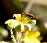 0072 skipper 10-30-05 NBG.jpg