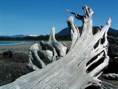 Driftwood on the Beach