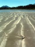 Tofino-Chesterman Beach