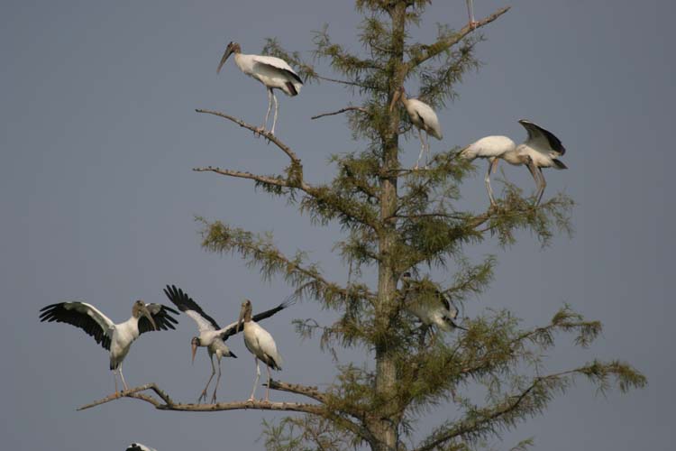 wood_storks