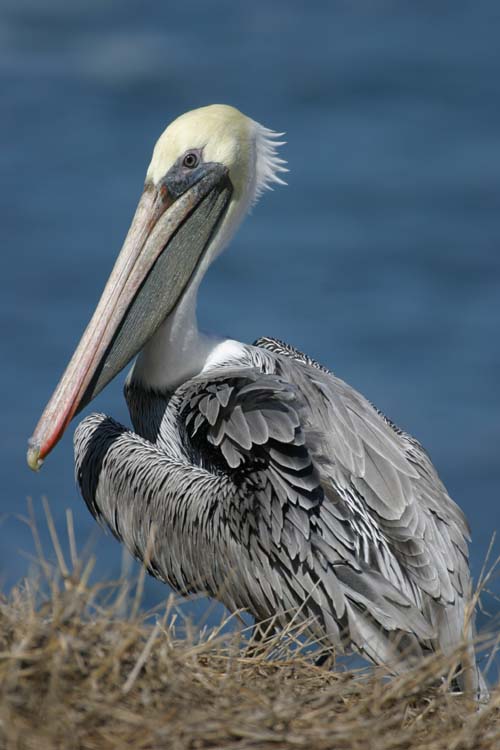 pelicans of La Jolla cove