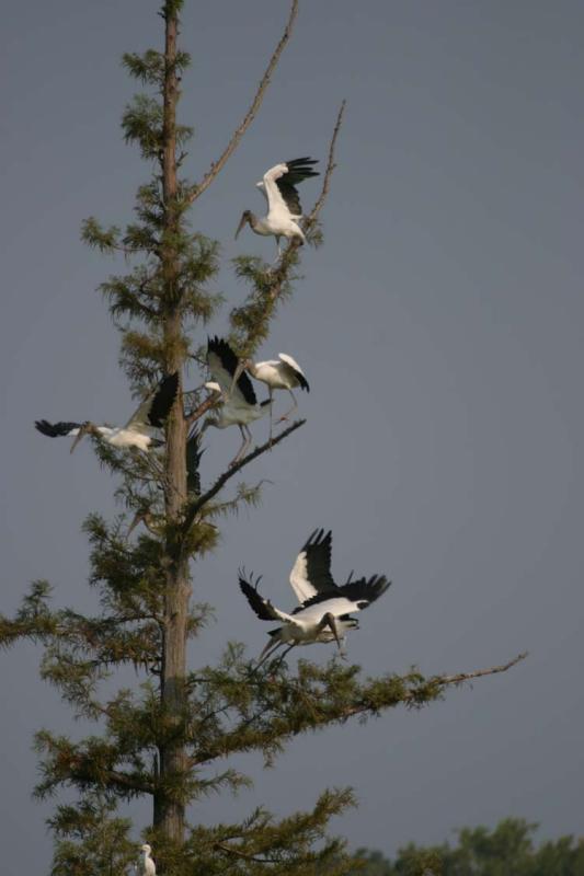 storks 005.jpg