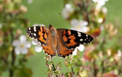 Butterflies at NAIT