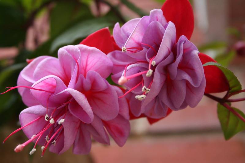 Fushia.JPG
