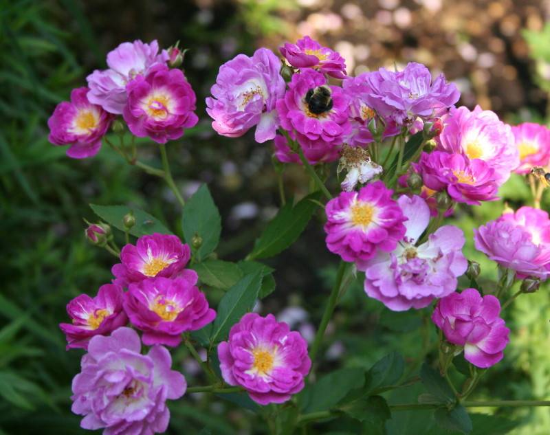 Abeille sur rose 2_1.jpg