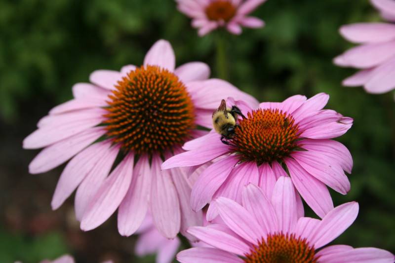 Abeille sur chinace.JPG