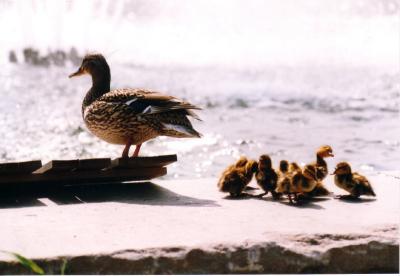 Canard Colvert famille .JPG - JBM