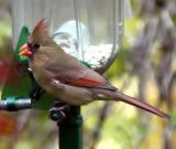 Cardinal femelle.jpg - jardin de ville