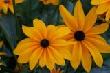 Rudbeckie annuelle birta.JPG