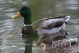 Couple de Colvert.JPG