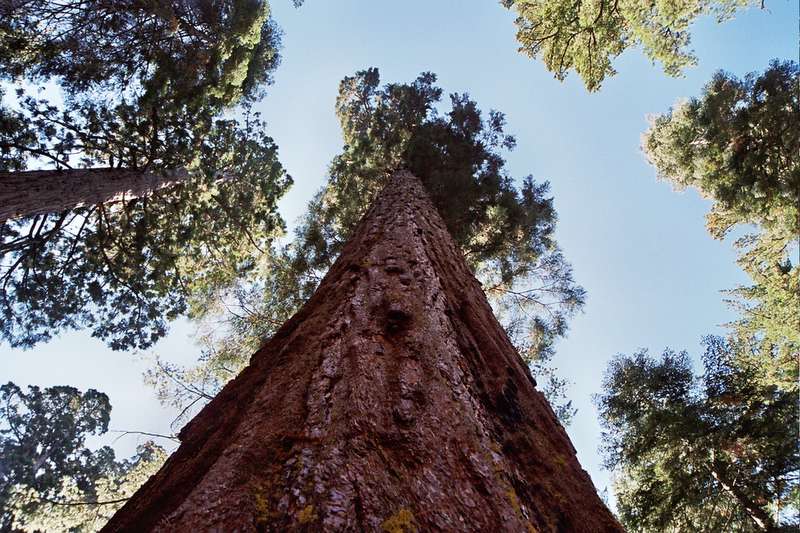 Yosemite - Sequoia.jpg