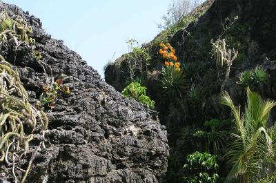 v3/14/573514/3/45612943.SantoDomingoCaboFrontonflowers.jpg
