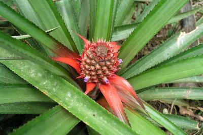 v3/14/573514/3/45612946.SantoDomingopineappleflowers.jpg