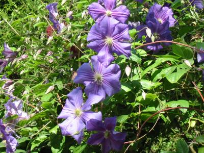 Clematis