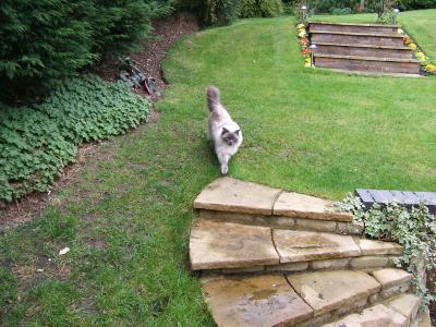 Oscar the Ragdoll