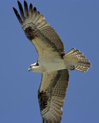ospery8x10.jpg