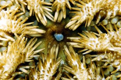 Sea star