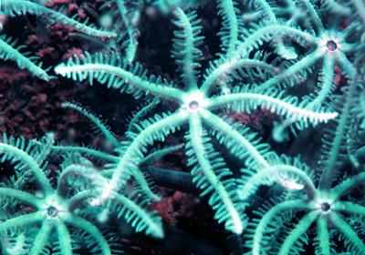 千手—八放軟珊瑚