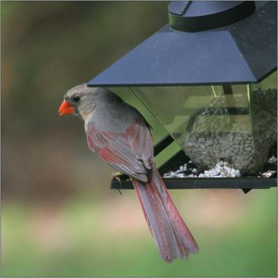 Birdfeeder 6/18/05