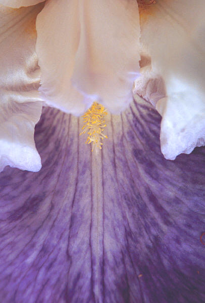 White/blue iris macro