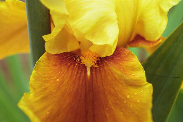 Yellow/orange iris