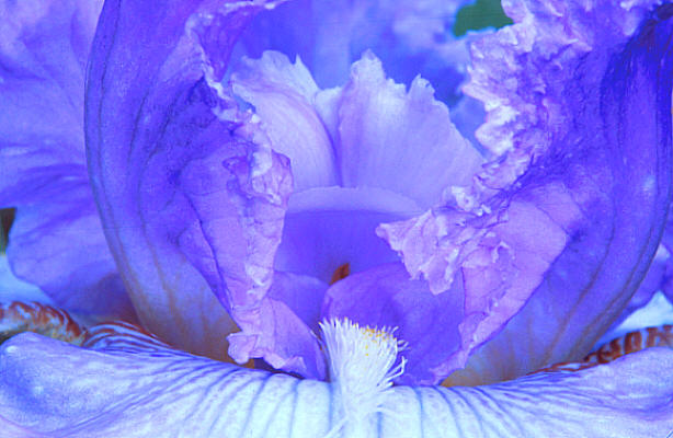 blue iris macro
