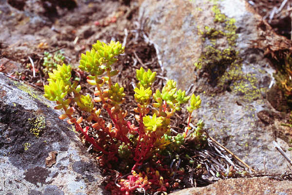 Broad leaved stonecrop
