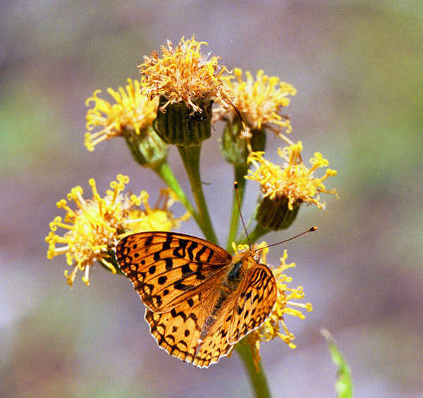 Fritillary (pos. Zerene) butterfly on silvercrown