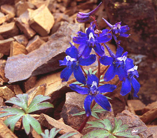  Larkspur,  Delphinium sp.