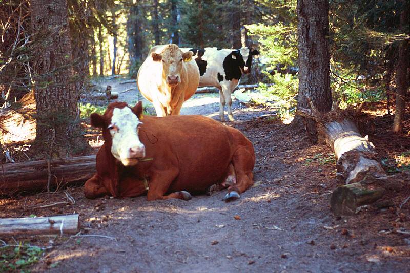 Cattle on Surprise Lake trail