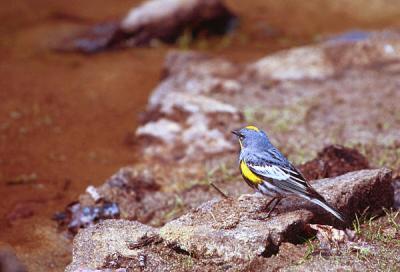 Yellow rumped (Audubon's) warbler