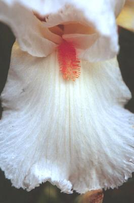 White Iris macro