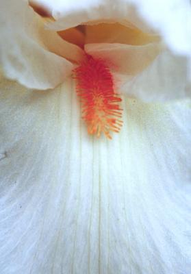 White Iris macro